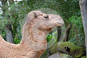 Camel
