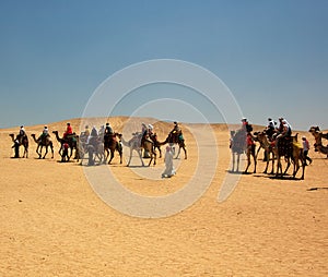 Camel Expedition in Egypt