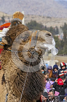 Camel.. an experienced camel wrestler