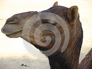 Camel face