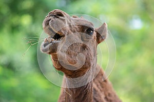 Camel face