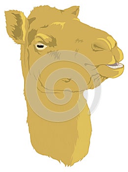 camel face head animal vector illustration transparent background