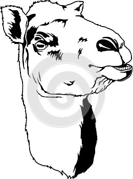 Camel Face Illustration