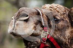 Camel face with rein