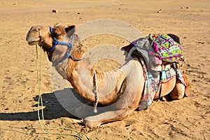 Camel, face while waiting for tourists for camel ride at Thar desert