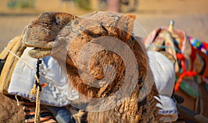 Camel, face while waiting for tourists for camel ride at Thar desert