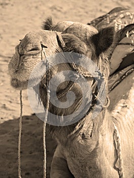 Camel, face while waiting for tourists for camel ride at Thar desert