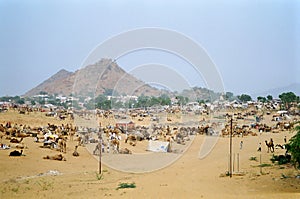 Camel Fair, Pushkar India