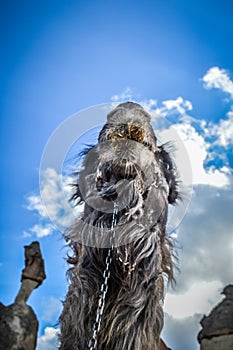 Camel in Fairy Chimneys in Goreme