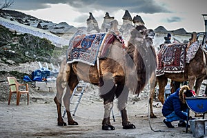 Camel in Fairy Chimneys in Goreme