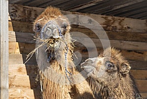 Camel family in the farm, mom is eating hay, the child is looking at her with love