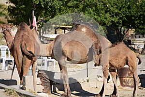 Camel family