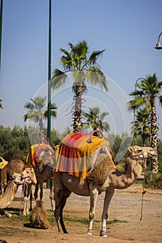 camels in the desert of morocco photo