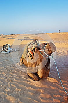 Camel   famous tourist attraction in Tunisia, Chebika,Tunisia