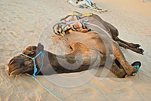Camel   famous tourist attraction in Tunisia, Chebika,Tunisia