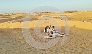 Camel   famous tourist attraction in Tunisia, Chebika,Tunisia