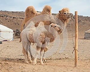 Camel farm