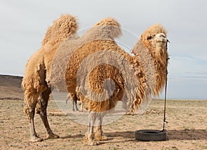 Camel farm
