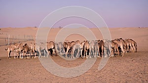 Camel farm. Camels chewing