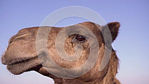 Camel farm camels chewing