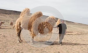 Camel farm