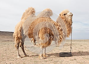 Camel farm