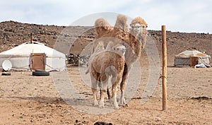 Camel farm