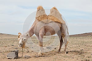 Camel farm