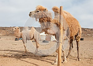 Camel farm