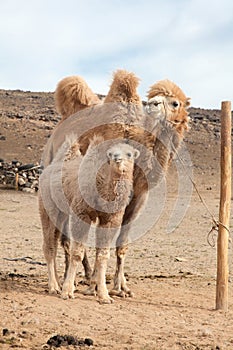 Camel farm