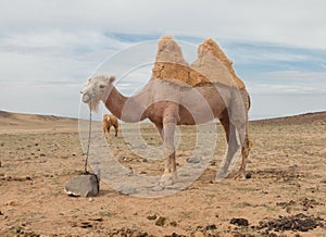 Camel farm