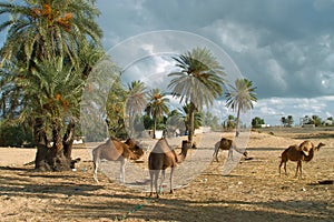 Camel farm on DJerba