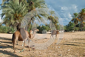 Camel farm on DJerba