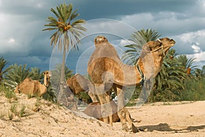 Camel farm on DJerba