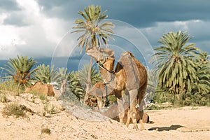 Camel farm on DJerba photo