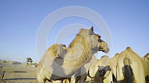 Camel farm  A herd of camels chewing