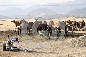 camel farm in Hudaibiyah (1)