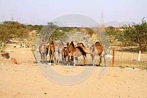 camel farm in Hudaibiyah (2)
