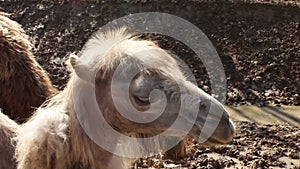 A camel on a farm, long hair waving, head close-up. Zoo, raising a mammal and studying an animal - family entertainment