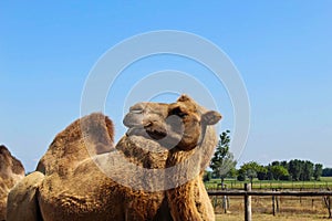 a camel on a farm in summer