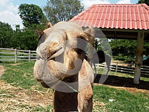 Camel in a farm
