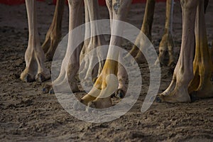 Camel Feet