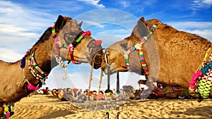 Camel Festival in Bikaner, India photo