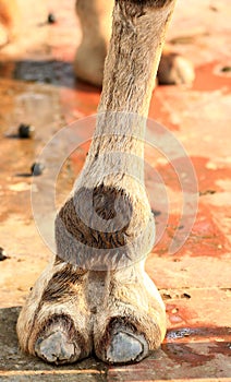 Camel foot