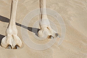 Camel Cushioned Feet and large leathery pad standing on the sand