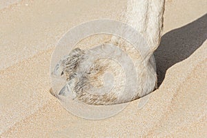 Close-up of Camel Foot, large leathery pad, animal part