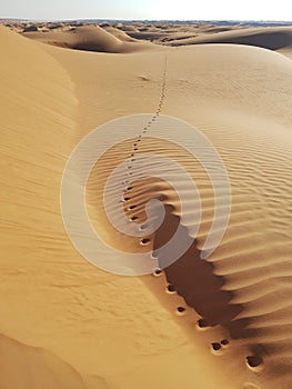 Camel footprints going to desert horizon