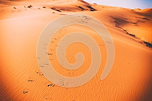 Camel footprints, Sahara, Erg Chebbi