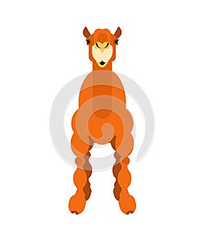 Camel front. Animal UAE. Beast of desert. Vector illustration