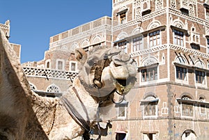 Camel in front of the decorated houses of old Sana photo